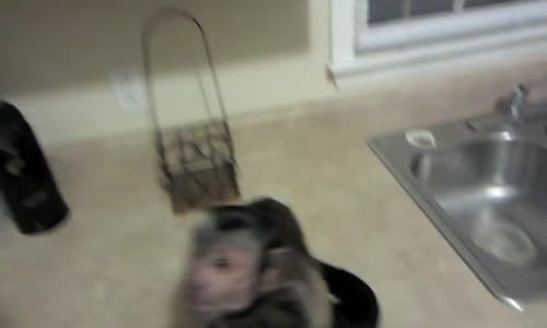 Biberonla Beslenen Maymun