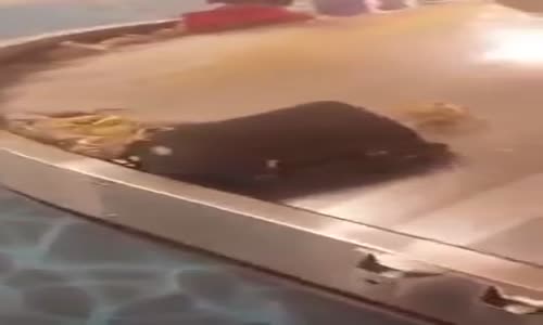 Bavul Bandından Yengeç Ordusunun Çıkması