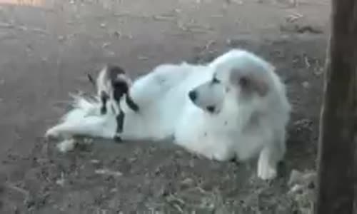 Buzağının Çoban Köpeğiyle Oynaması