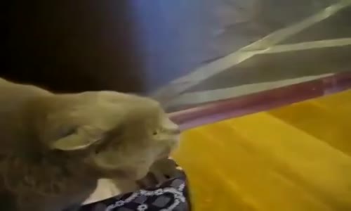 Acılı Türkü Söyleyen Kedi