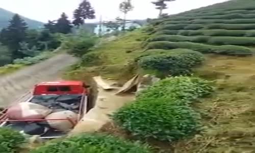 Rizeli'nin Topladığı Çayı Kamyona Yükleme Yöntemi