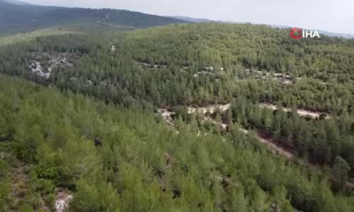 Kilosu 400 TL, milyonlarca arı 100 gramını bir günde topluyor 