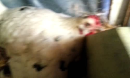 Kedi Yavrularına Annelik Yapan Tavuk