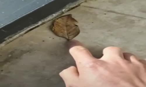 Kelebek mi Yaprak mı ?