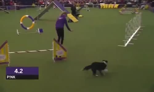 Köpeğin eğitimle sınavı