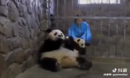 Elmaya Evladını Satan Panda