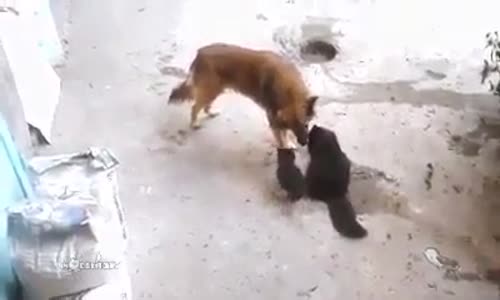 Köpeğin kedi yavrusu sevmesi çok duygulandırıyor