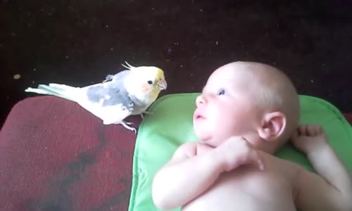 Parrot Bebek İçin Söylüyor