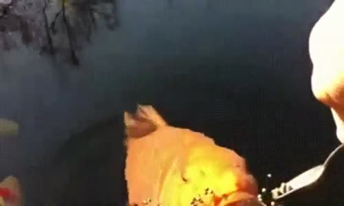 Kaşıkla Yem Yiyen Balık