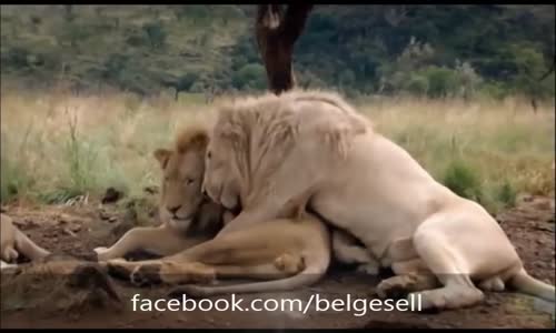 National Geographic _ Aslan ile insanın dostluğu (Türkçe Dublaj)