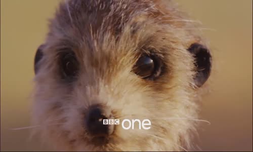 BBC'nin Casus Hayvanları