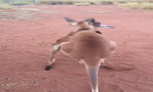 Kickboks Yapan Bebek Kangurular