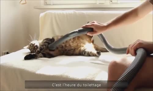 Elektirikli Süpürge İle Temizlenen Kediler