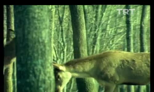 Görüntüler 5.Bölüm