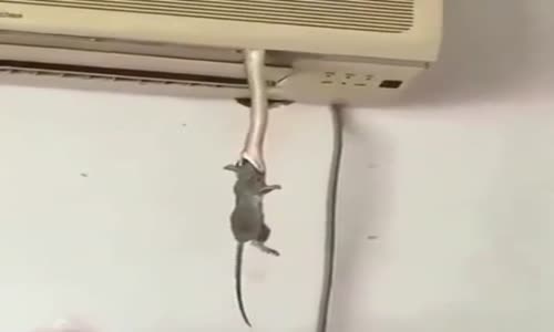 Klimadan Çıkan Yılanın Fareyi Yemesi