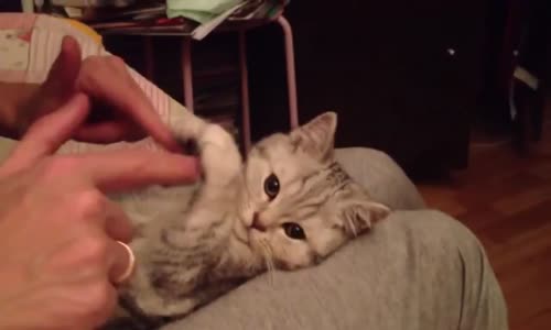 Kediyle Oynayan Kadın