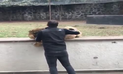 Aslanın Sevgisi Ayağını Kaydırdı