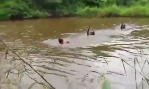 Kuğu Saldırısına Uğrayan Adam 