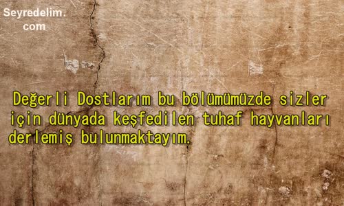  Daha Önce Görmediğiniz 10 İnanılmaz Canlı 