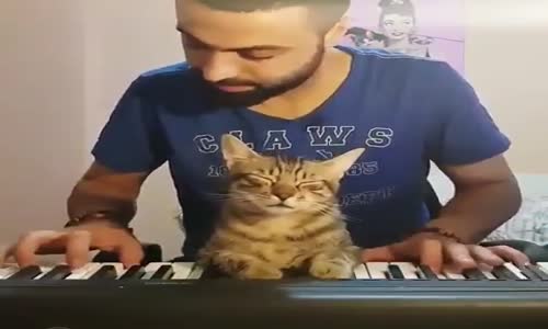 Kedinin Piyanoyla Romantik Anları