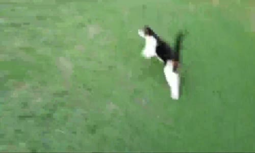 Ev Kedisi Kafesteki Aslana Dikleniyor