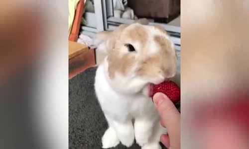 İştahla Çilek Yiyen Tavşan