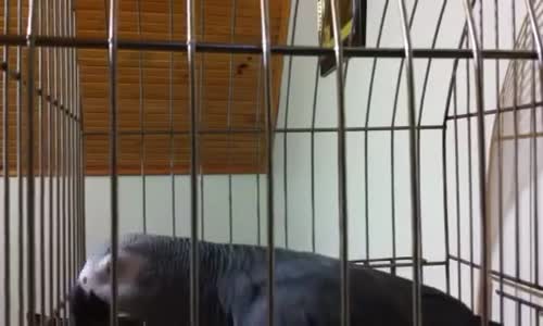 Başbakan Tayip Erdoğan Hayranı Papagan