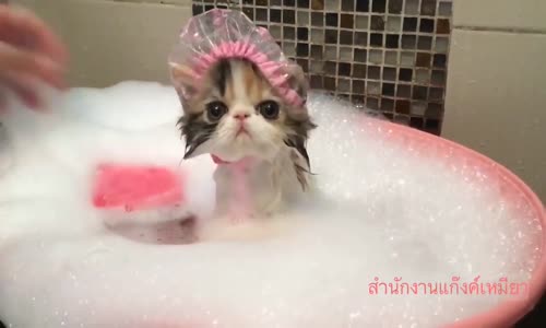 Banyo Yapan Yavru Kedi