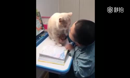 Hiç Bir Şey Yavru Bir Kediden Daha Oyuncu, YaşIı Bir Kediden Daha Ciddi OIamaz