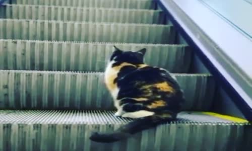 Kediler ahhh kediler...  Bazen insanoğlundan daha çabuk öğrenebiliyorlar gibi geliyor ????