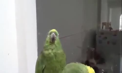 İki Papağanın Çıkardığı Tuhaf Sesler
