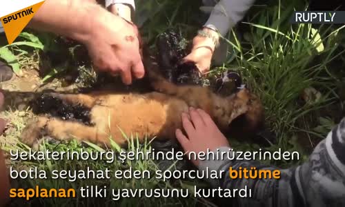 Rusya’da Bitüme Saplanan Tilki Yavrusu Kurtarıldı