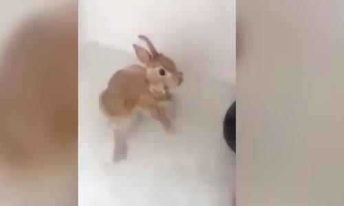 Sevimli Tavşan Anları