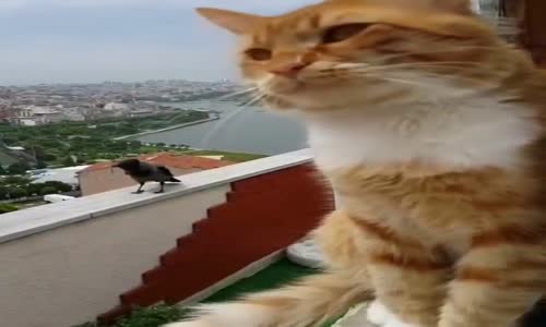 Kuzgun ile Kedinin Sohbeti 