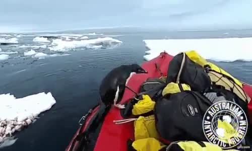 Keşif Yapan Penguen