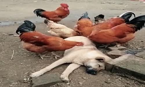 Bitlenmiş Köpeği Temizleyen Hamarat Tavuklar