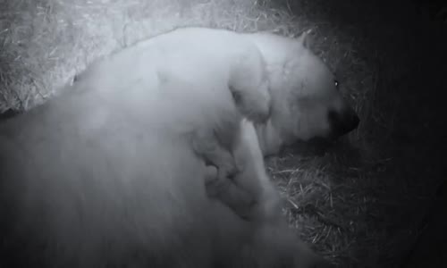 Beyaz Ayı Ve Yavruları