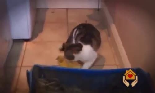 Ördeklere Annelik Yapan Kedi