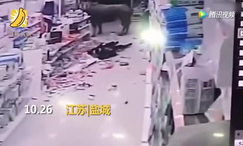 Süper Markette Boğa Tarafından Boynuzlanan Kadın