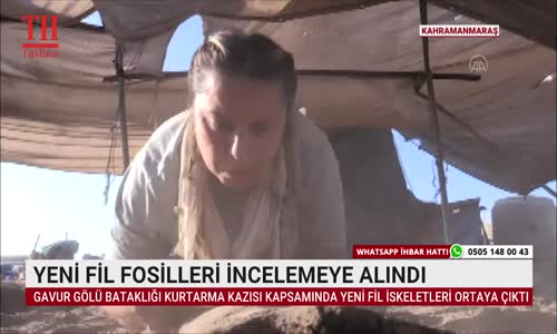 YENİ FİL FOSİLLERİ İNCELEMEYE ALINDI