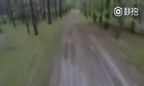 ABD Ve Rusya'da  Ayı Olayı