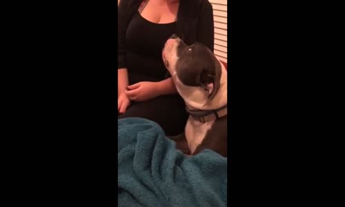 Kadına Uluyarak Cevap Veren Vokal Köpek