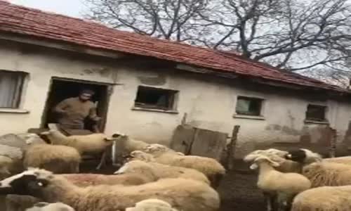 Koyunlara Pandemi Kurallarını Anlatan Adam ve Sonuç 