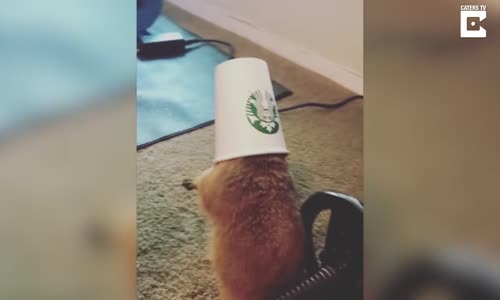 Kafasını Bir Fincanın İçine Sıkıştıran Sevimli Hayvan