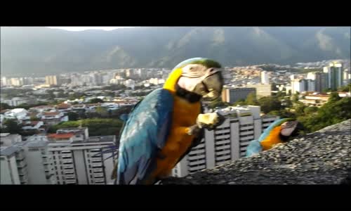 Muz Yiyen Papağanlar