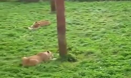 Erkek Aslandan İzleyicilerine Mini Gösteri