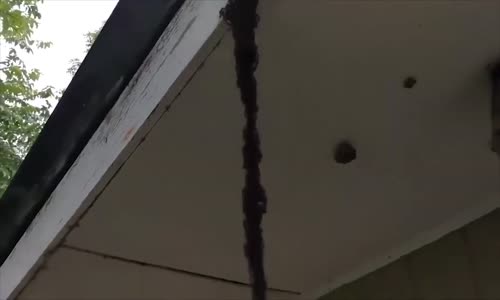 Karıncaların Muhteşem Zekasıyla Arı Kovanına Saldırma Anı