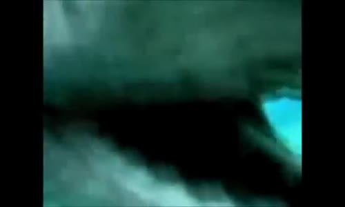 Fırfırlı Köpekbalığı 