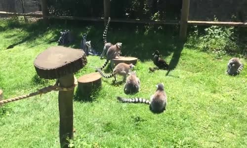 Lemur Çetesinin Ördeğe Saldırması