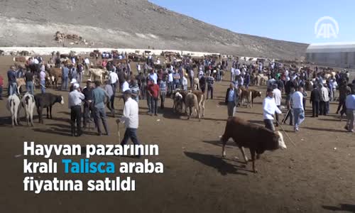 Hayvan Pazarının Kralı  Talisca  Araba Fiyatına Satıldı 